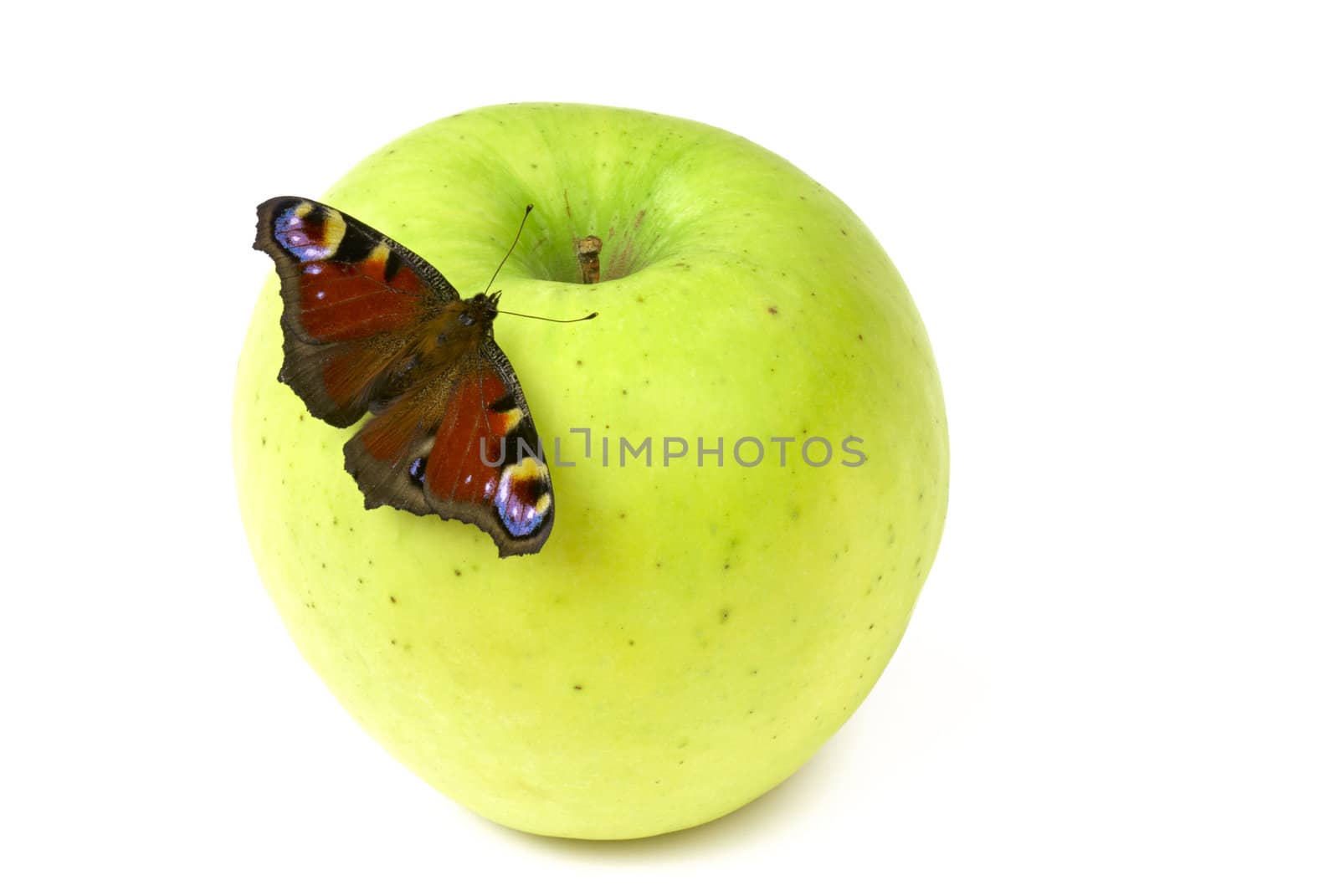 Butterfly on apple by Kamensky
