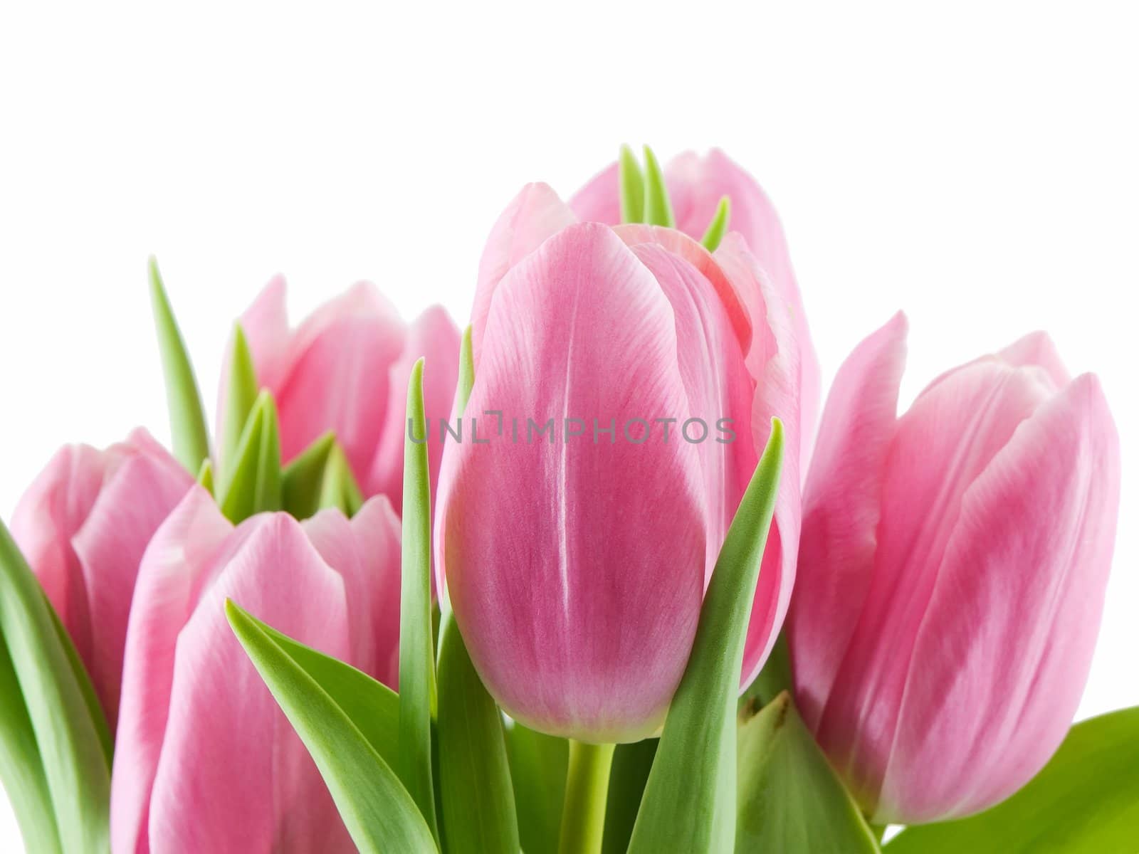 Pink tulips isolated on a white background