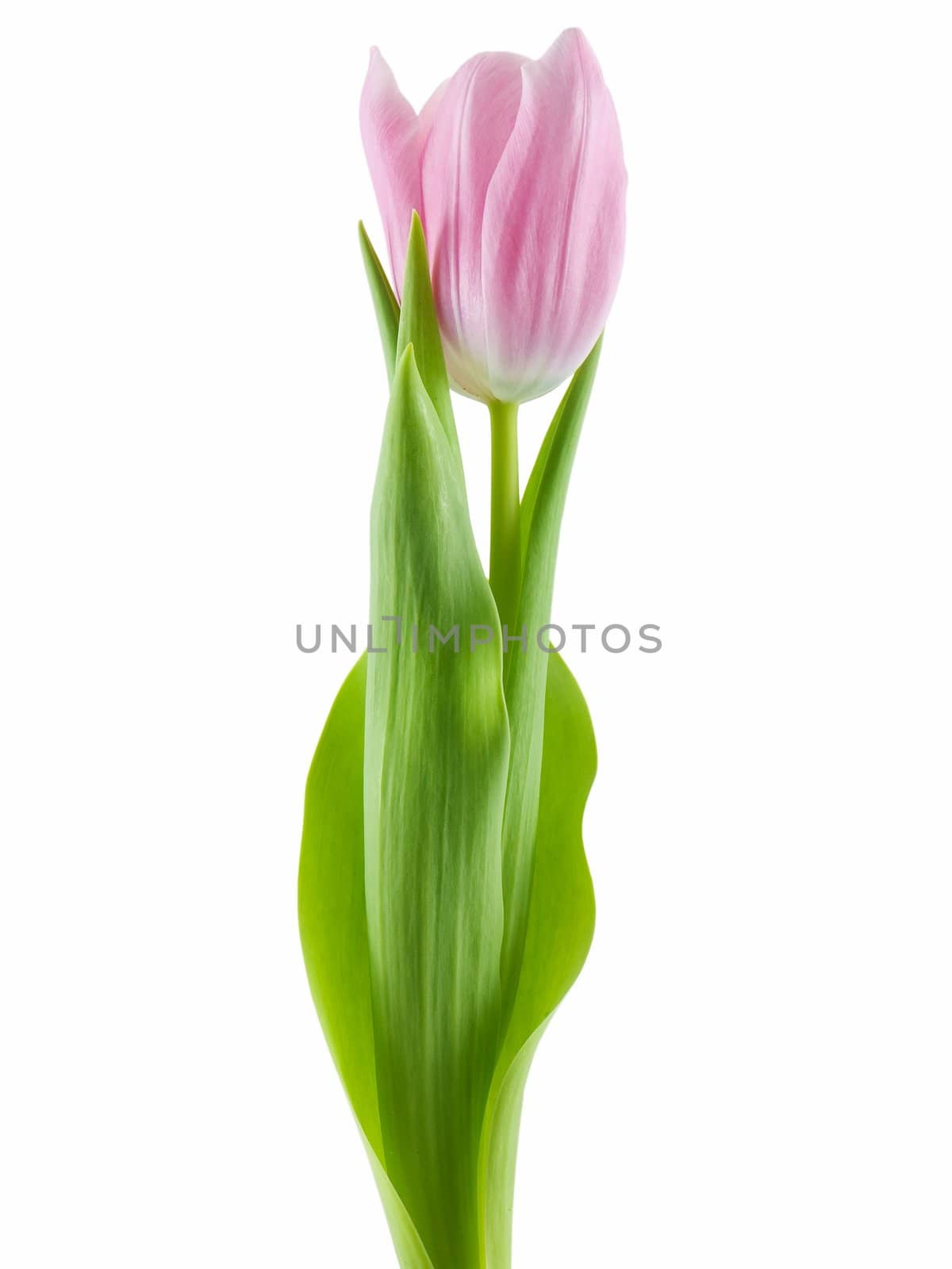 Tulip by bhathaway