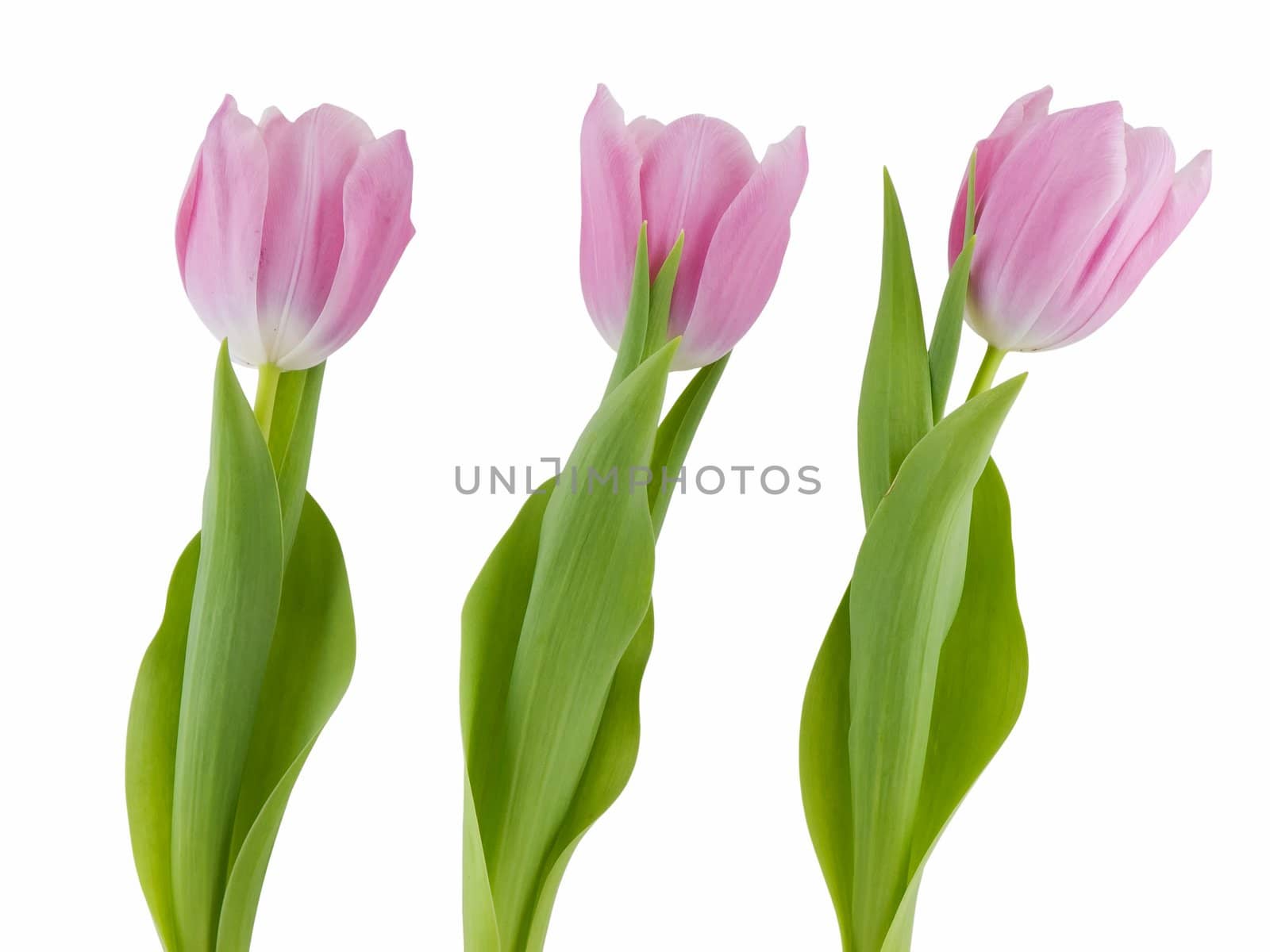 Three pink tulips isolated on a white background