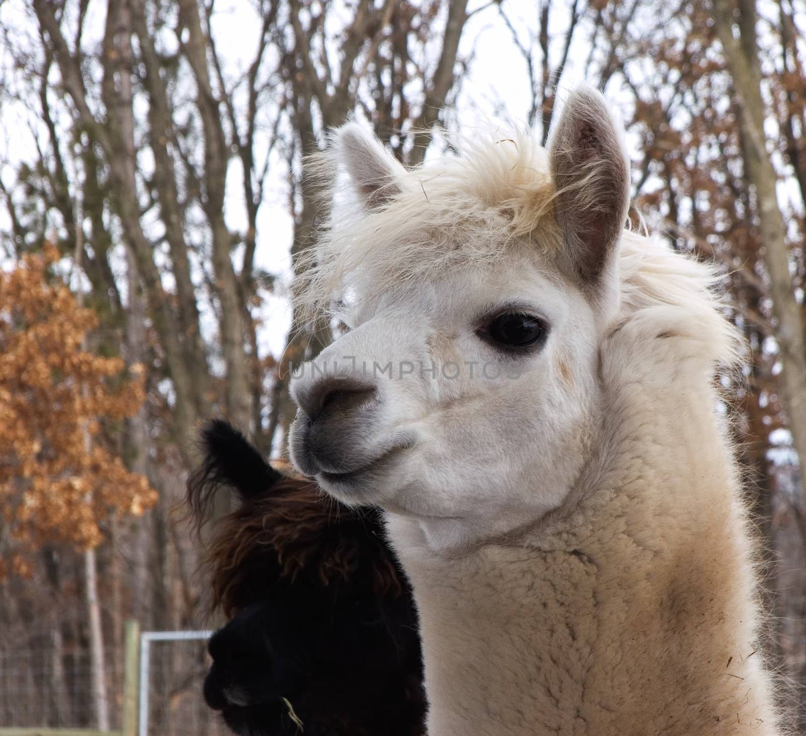 White furry alpaca