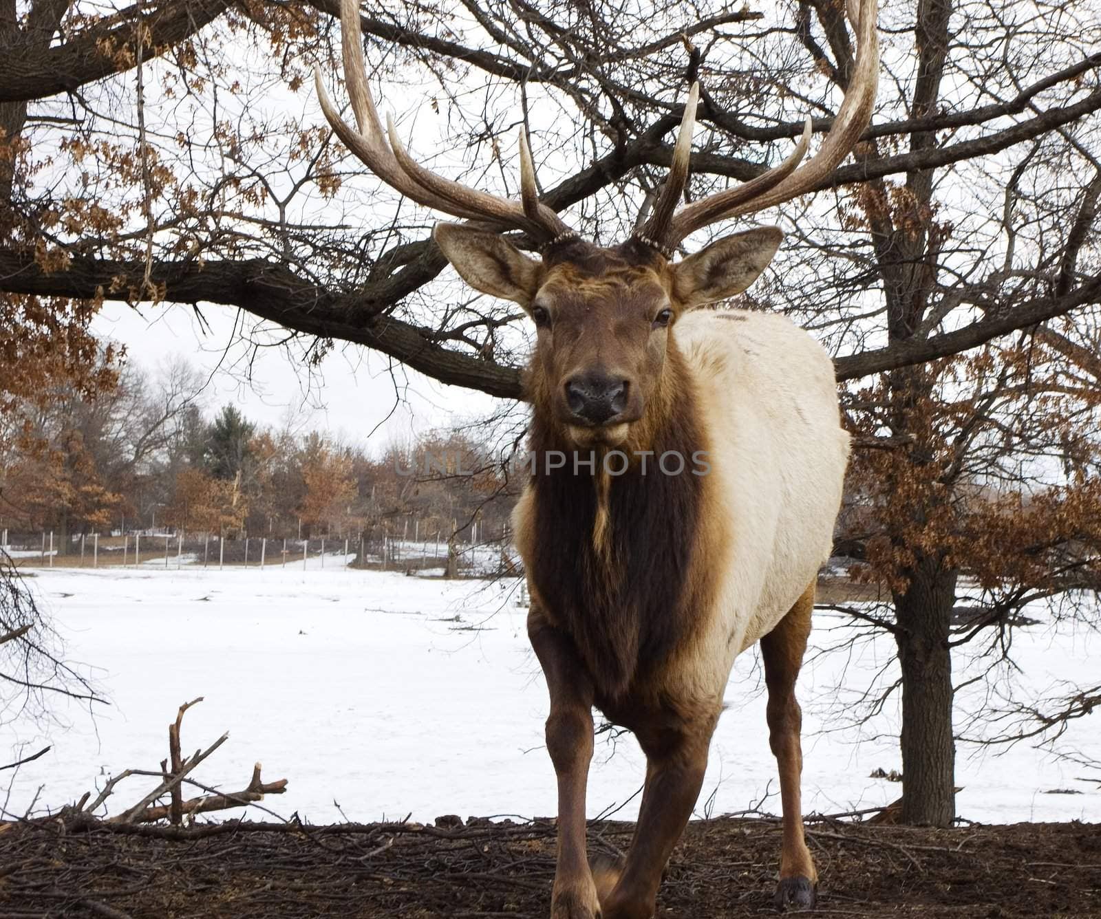 Charging male bull elk in the wild