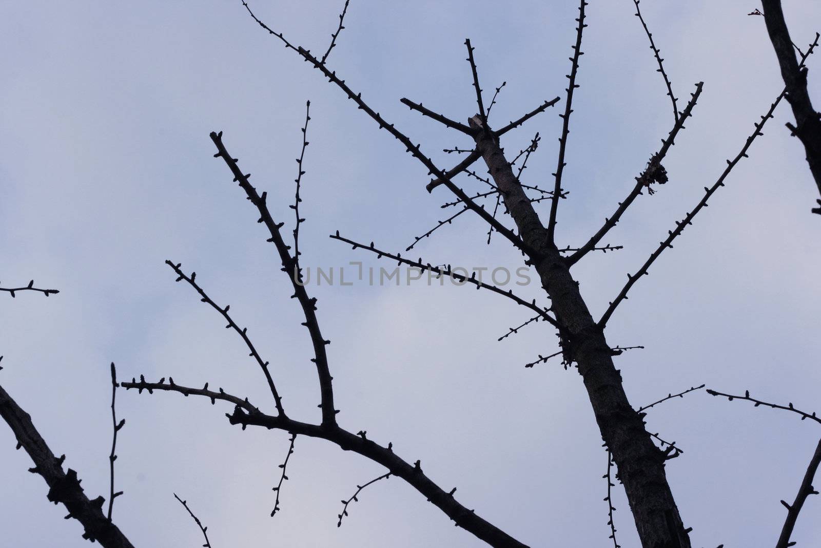 Winter is Coming signs tree with no leaf in a blue sky