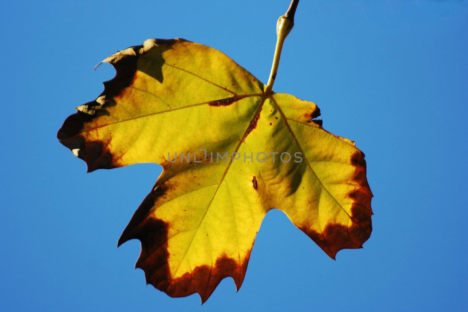 Backlit leaf of an oak tree against a blue sky