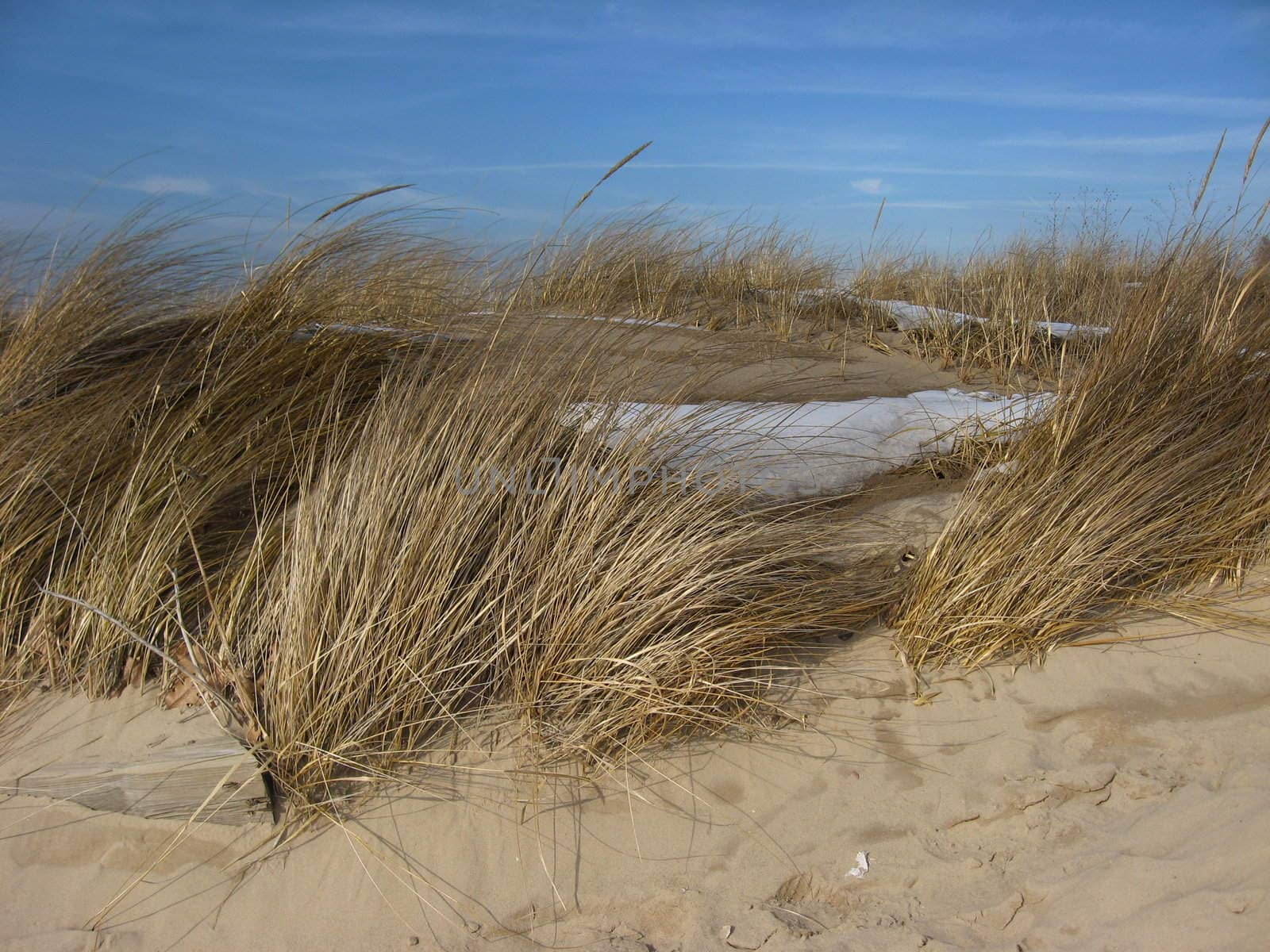 Beach Grass, Blowing in the Winter Wind #2 by loongirl