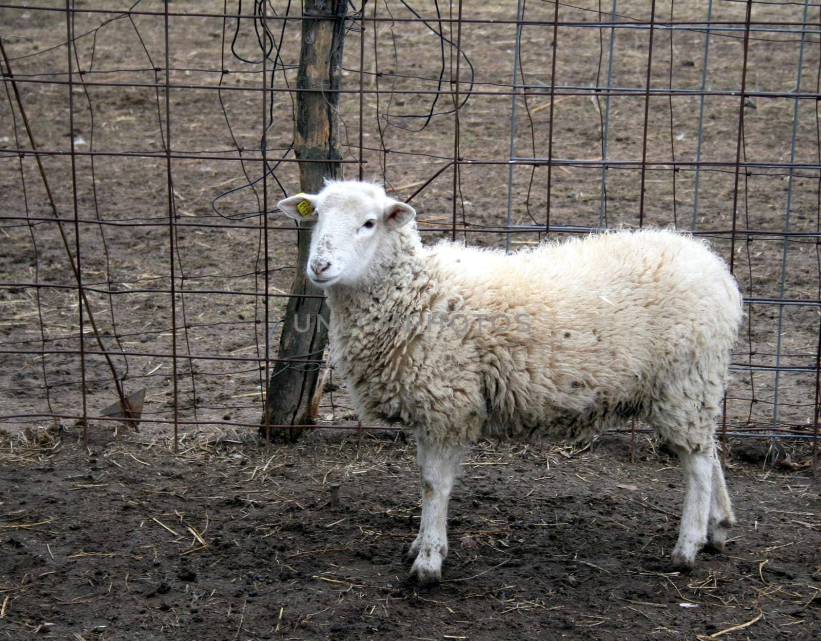 a sheep standing in a barnyard