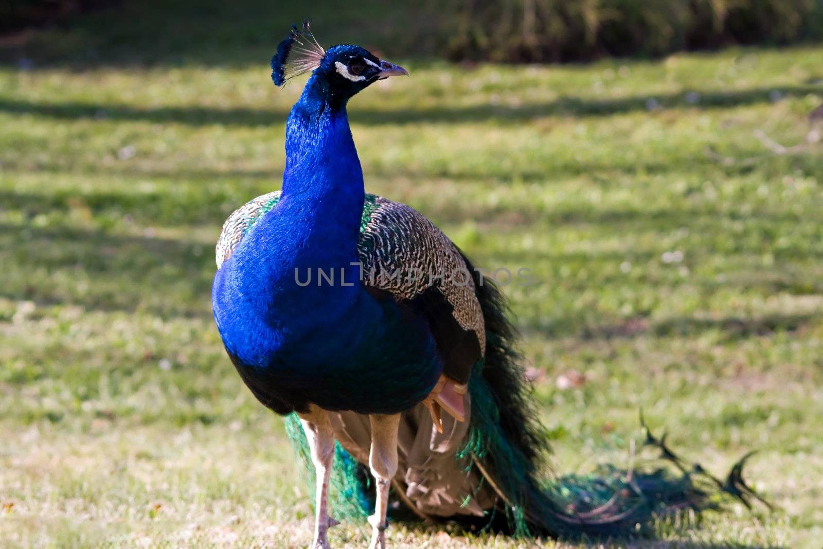 Peacock into the wild 