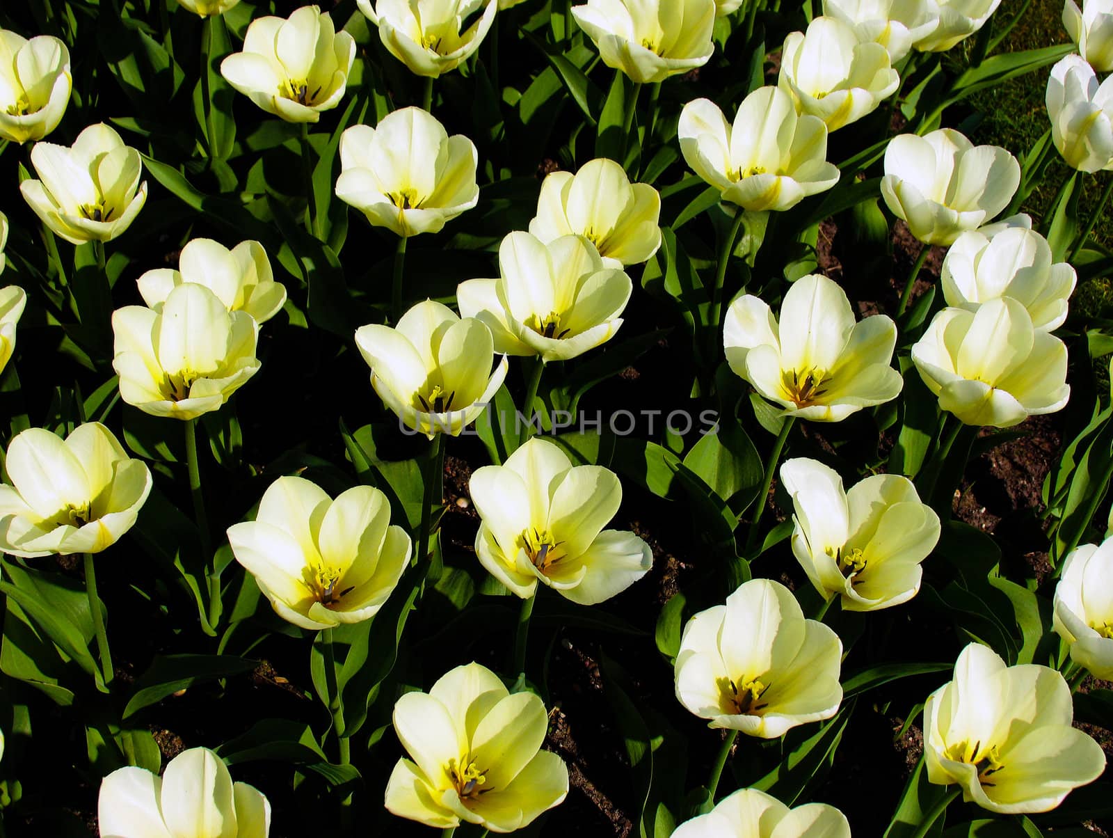 Yellow tulips in a formal garden, in springtime