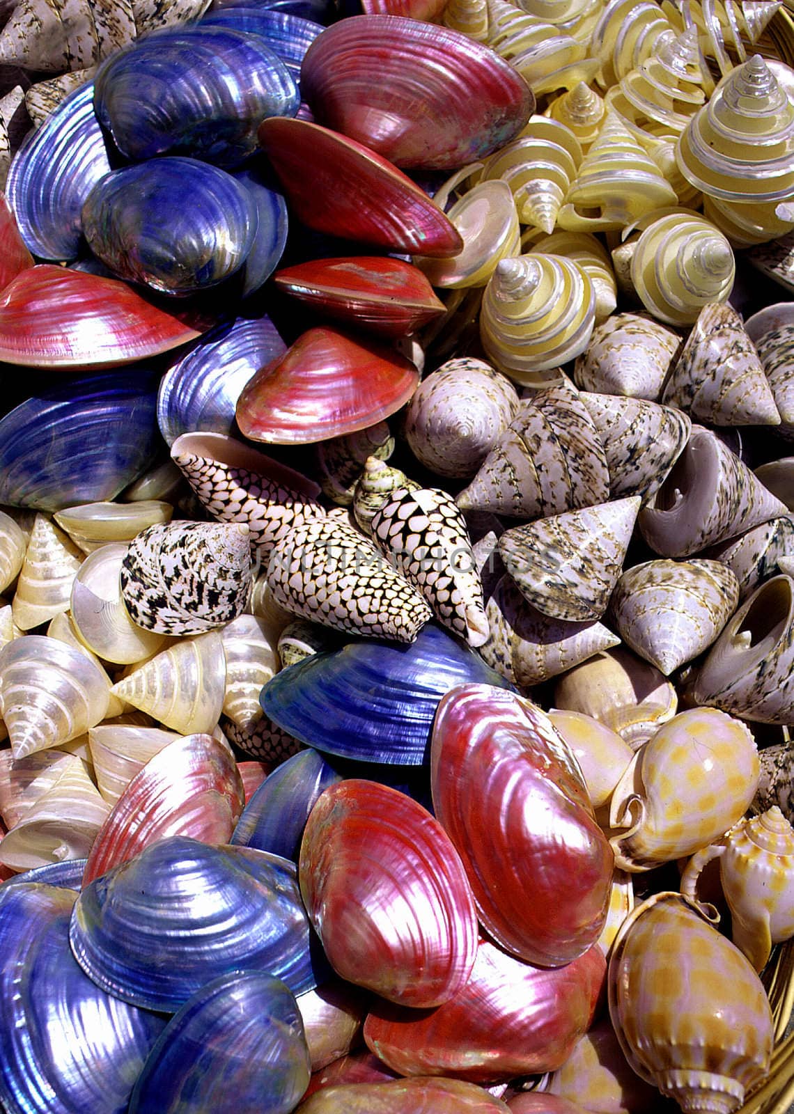 Group of brightly coloured sea shells