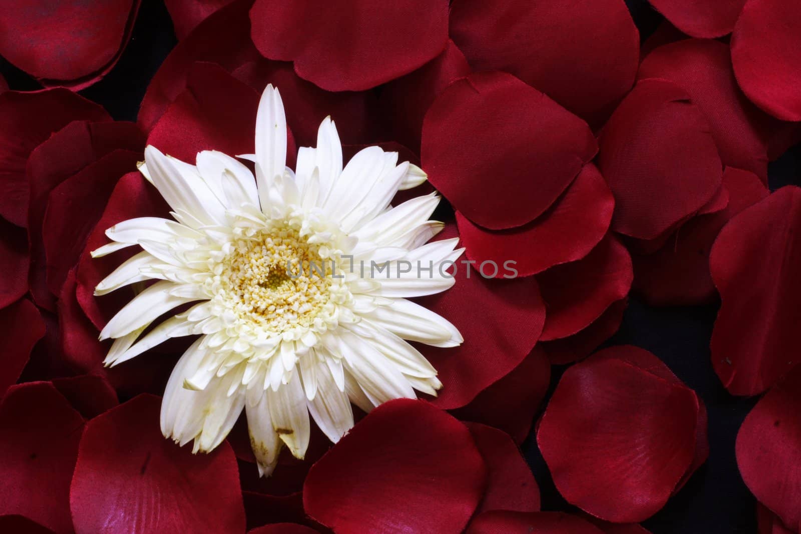 White Geranium Daisy on a bed of Rose petals