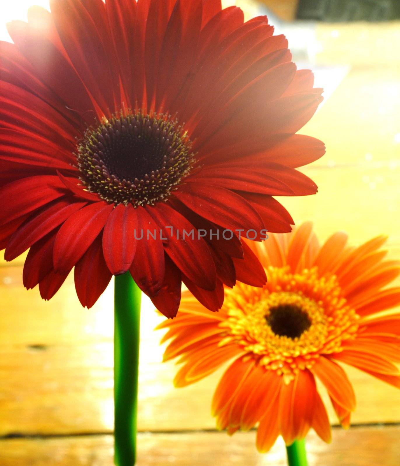 Red and Orange Flowers with light