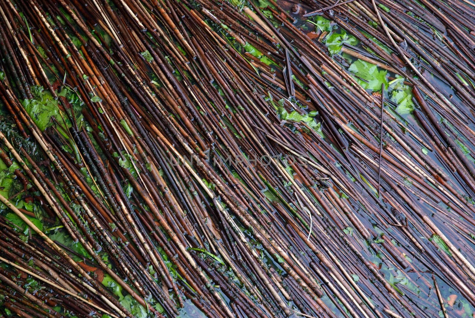 Broken reeds collected in a corner of river