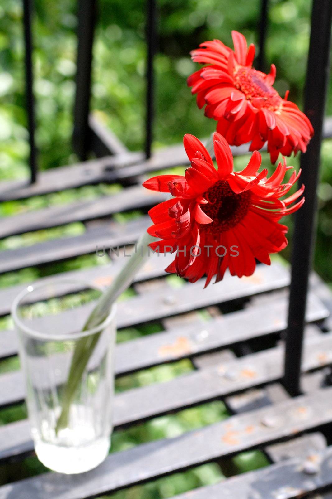 couple of red daisies in a glass outdoors.
