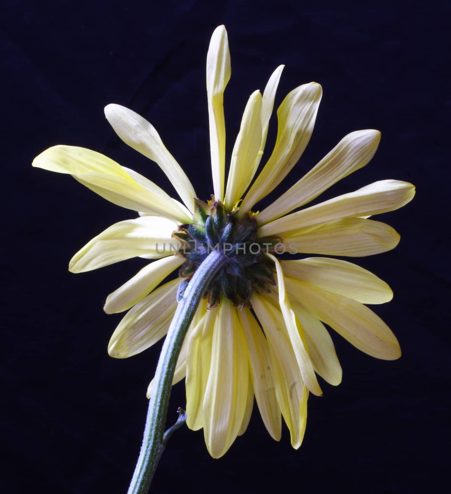 Still life shot of a Daisy's behind on black background.
