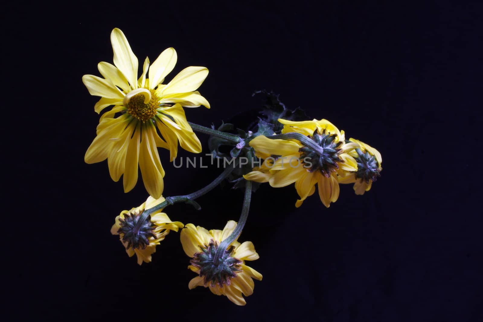 wilting daisies on black