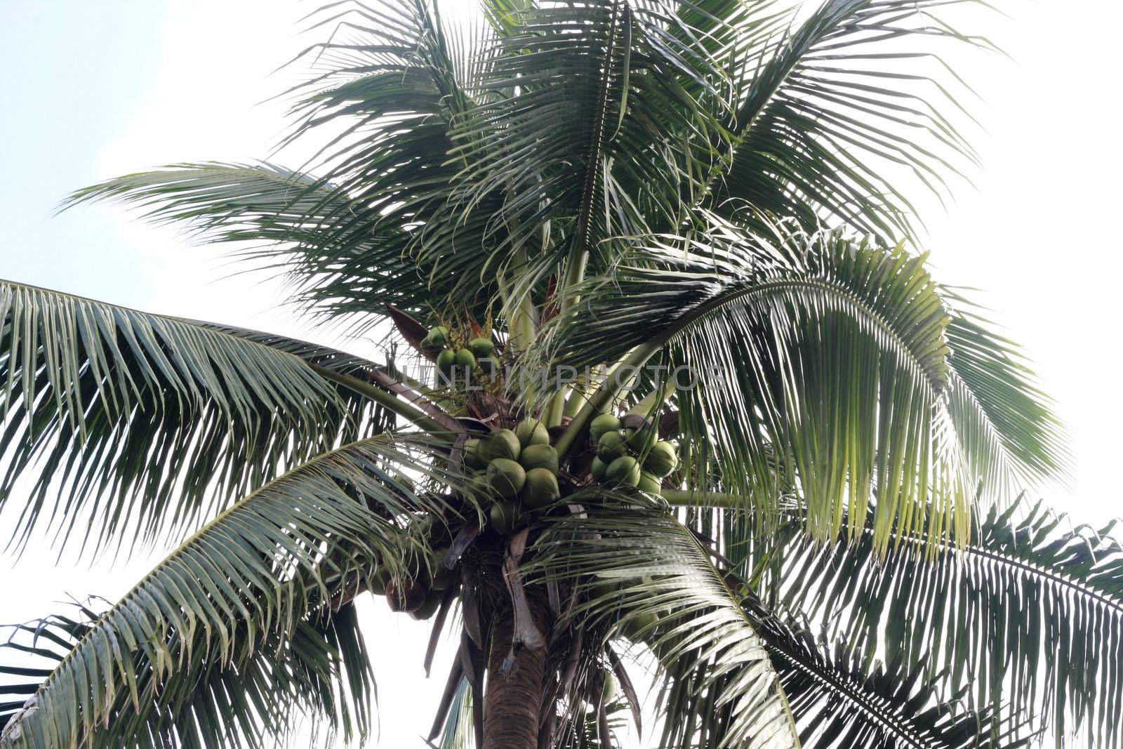Coconut Palm Tree by sacatani