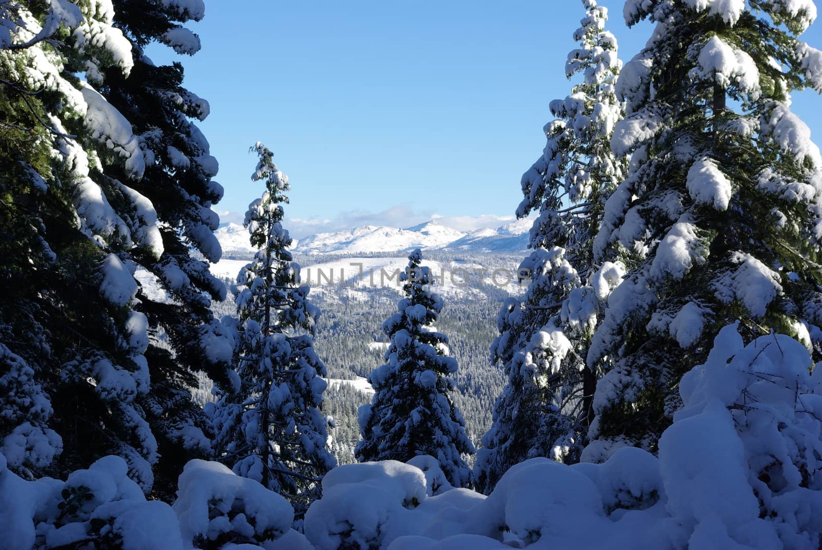 Trees covered in fresh snow looking towards the Sierra Crystal Range