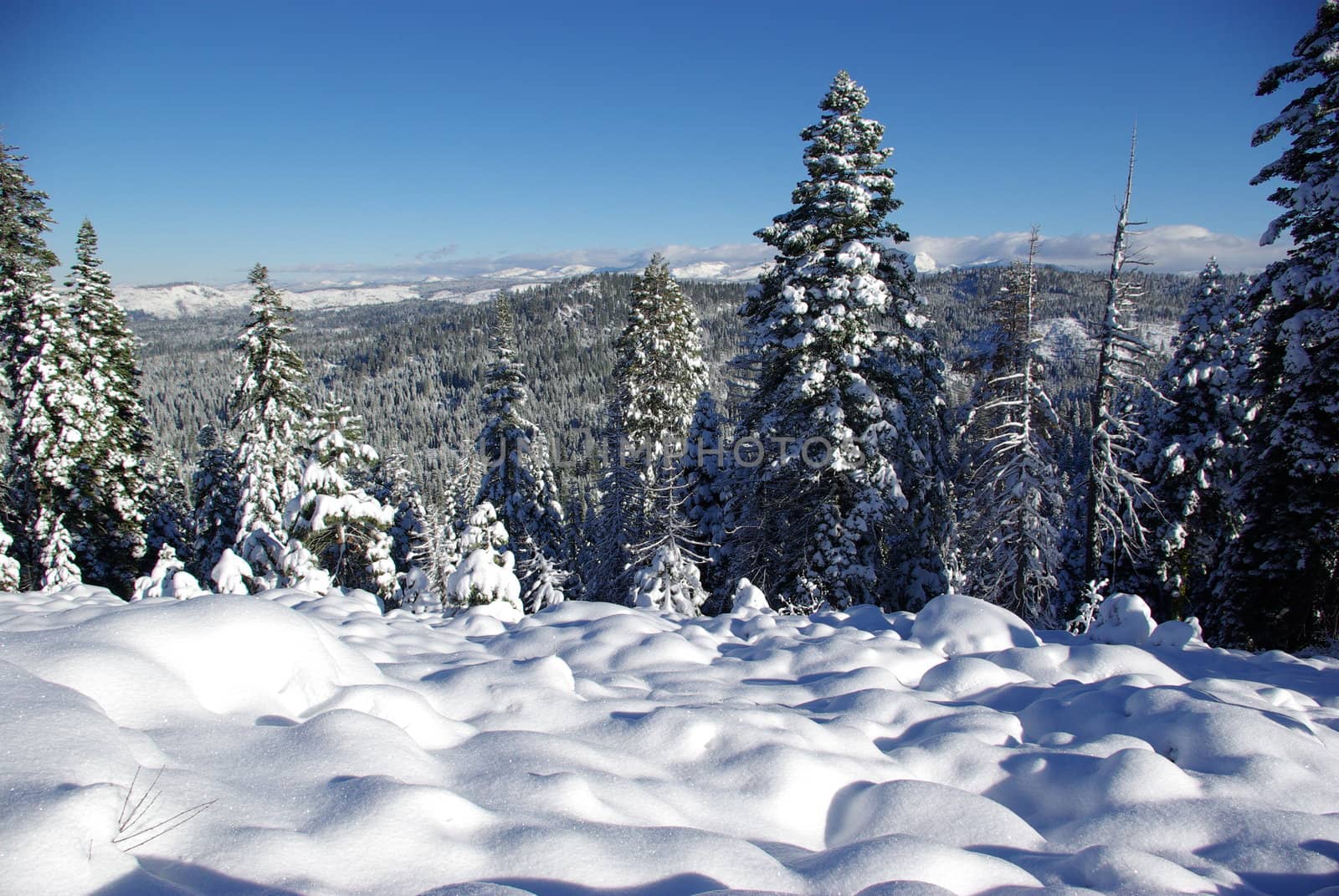 Trees covered in fresh snow looking towards the Sierra Crystal Range