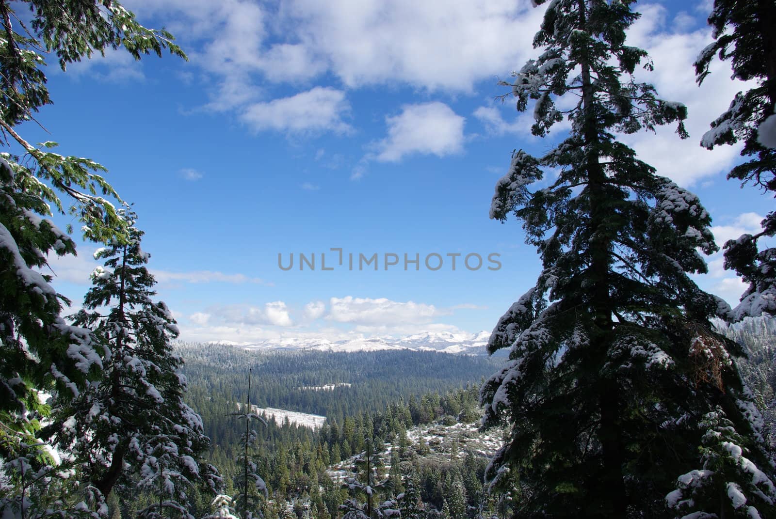 Trees covered in fresh snow looking towards the Sierra Crystal Range