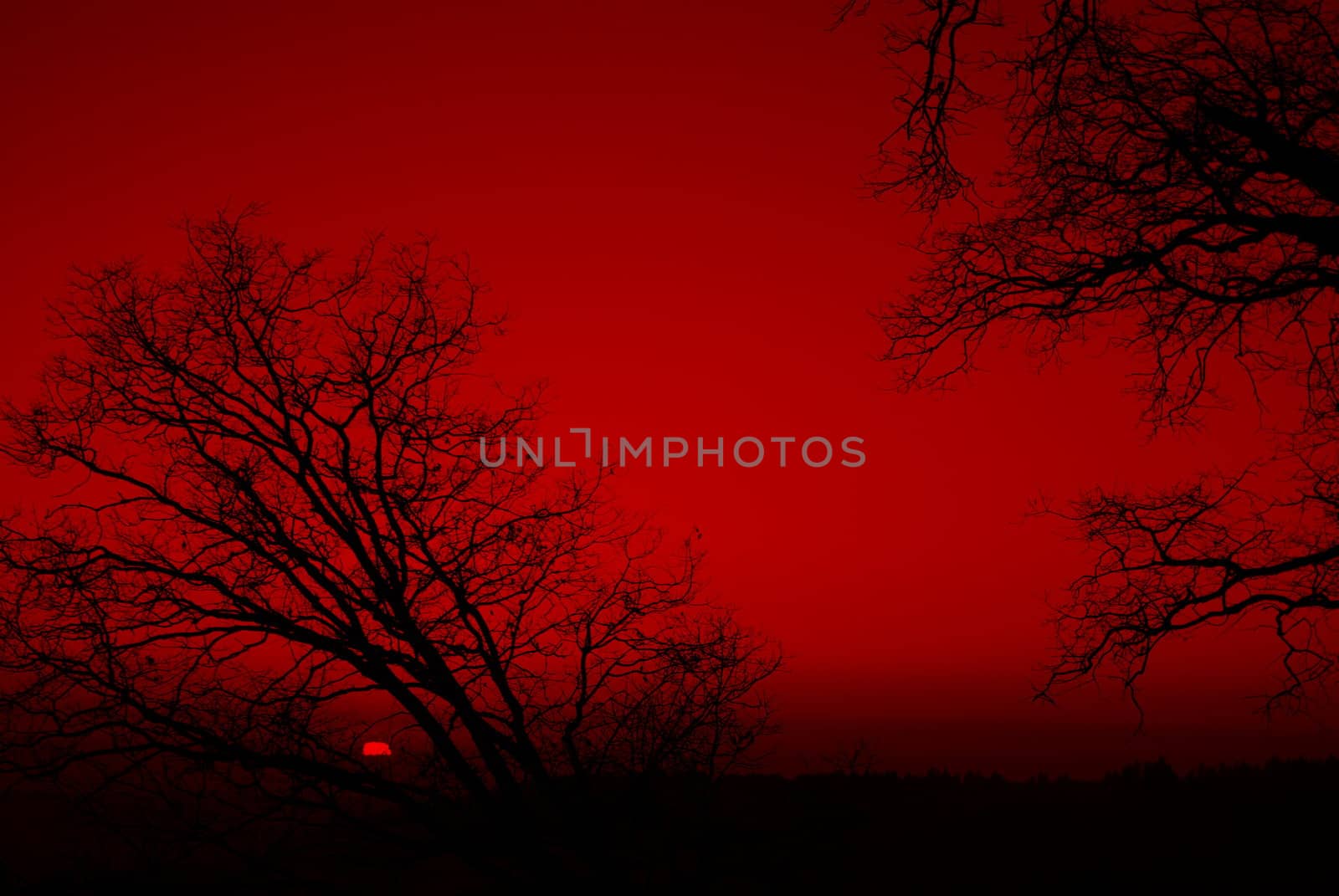 Bare branches silhouetted against a red sunset 