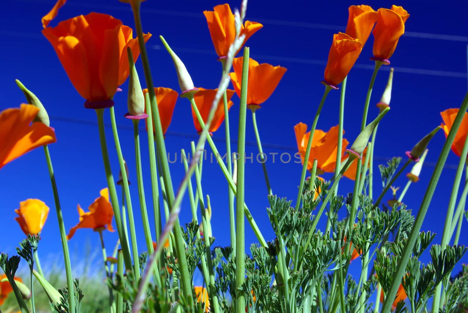 California poppies against a blue spring sky with green foliage