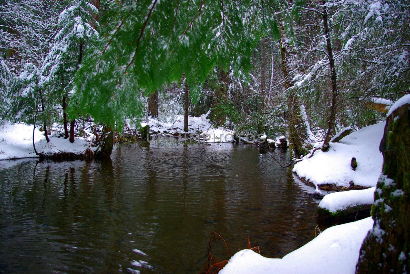 A mountain pond in the winter time surrounded by fresh snow