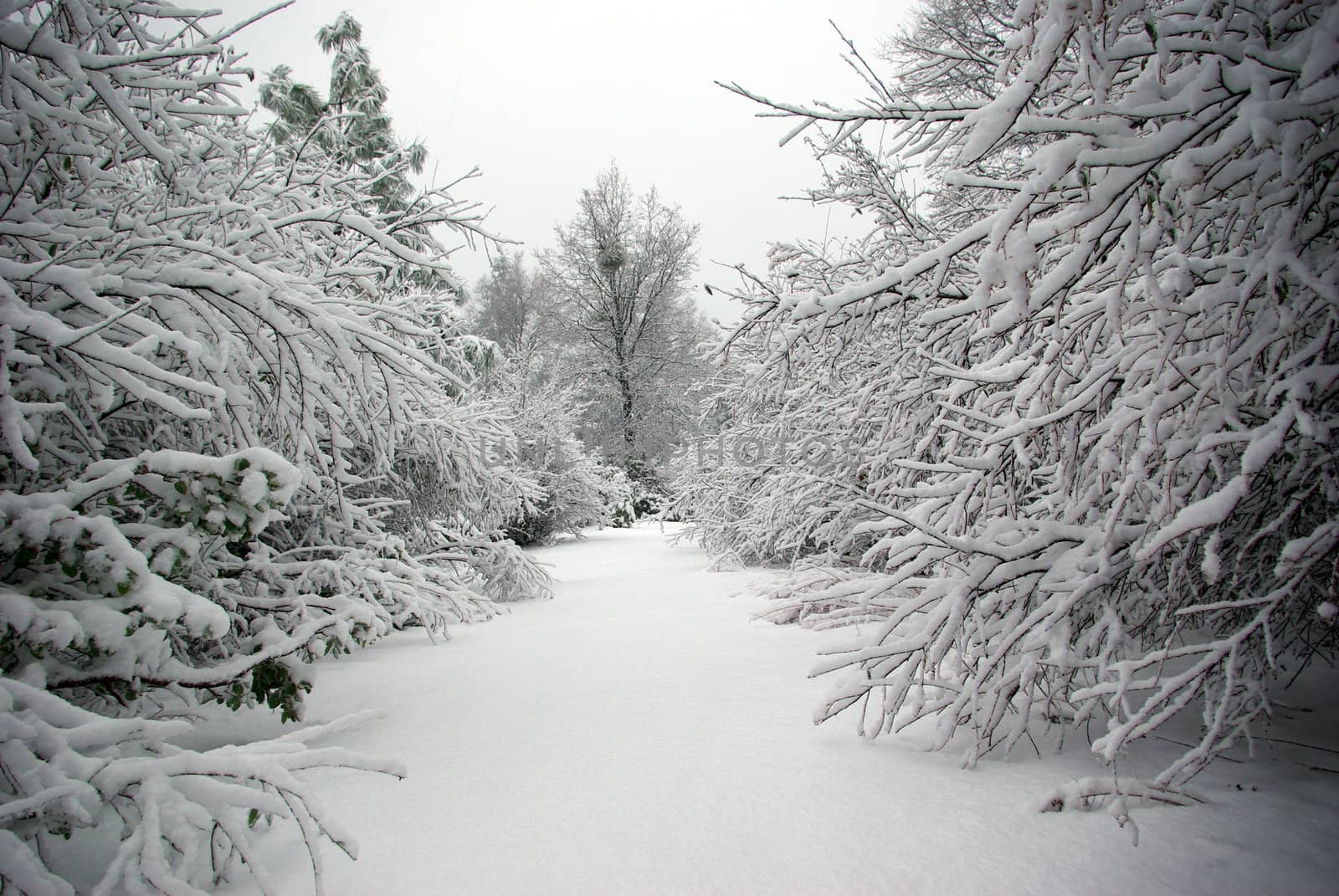 An snow covered trail lined by bushes covered in sno