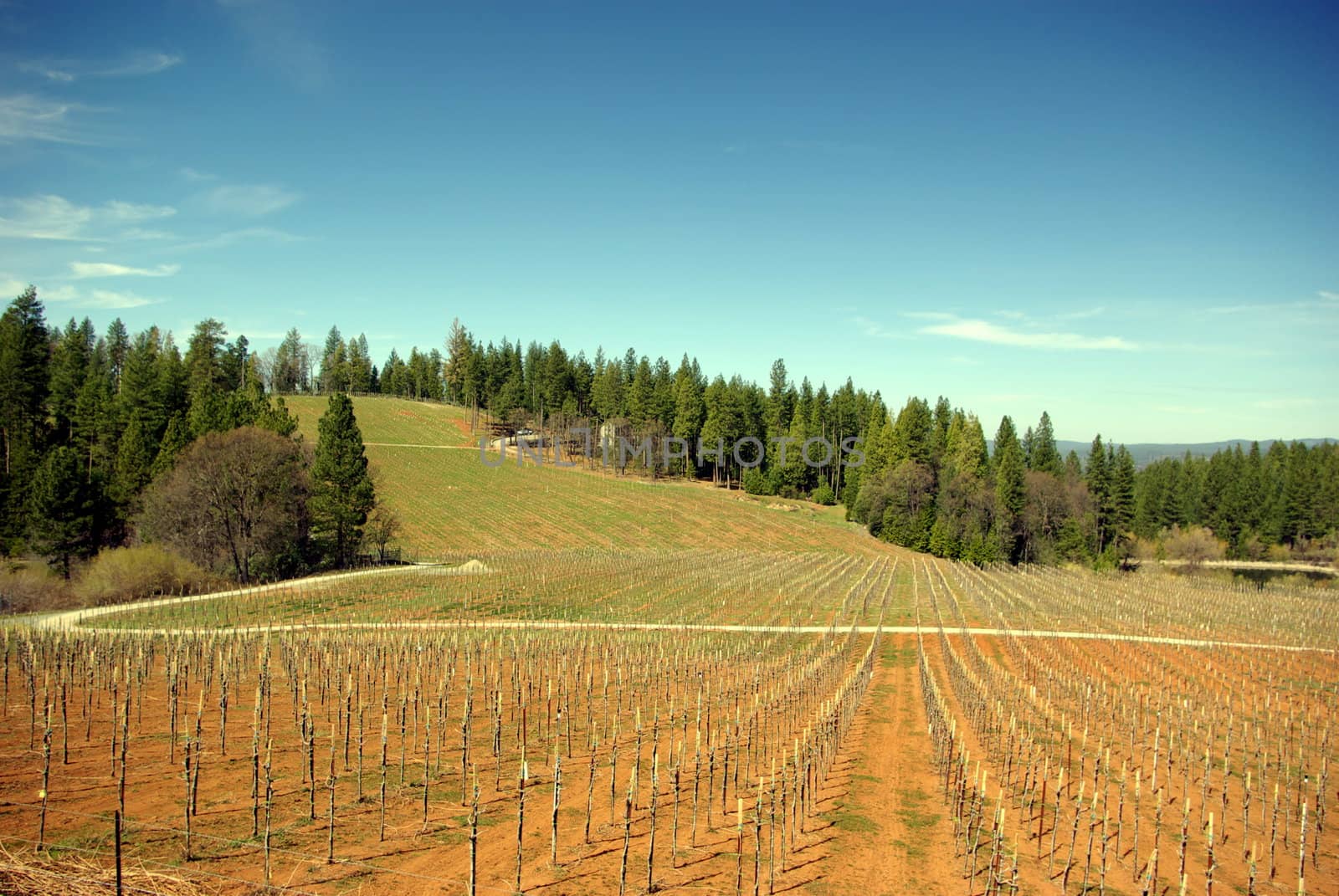 A new Vineyard at early spring in the El Dorado Country foothills