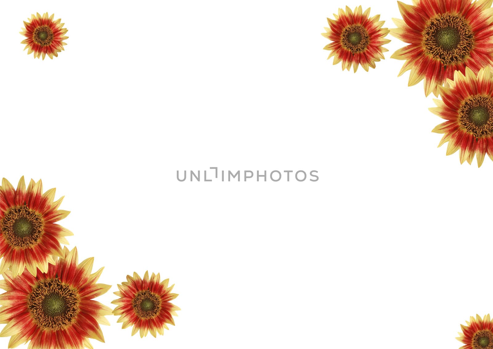 Abstract border, flowers, white background