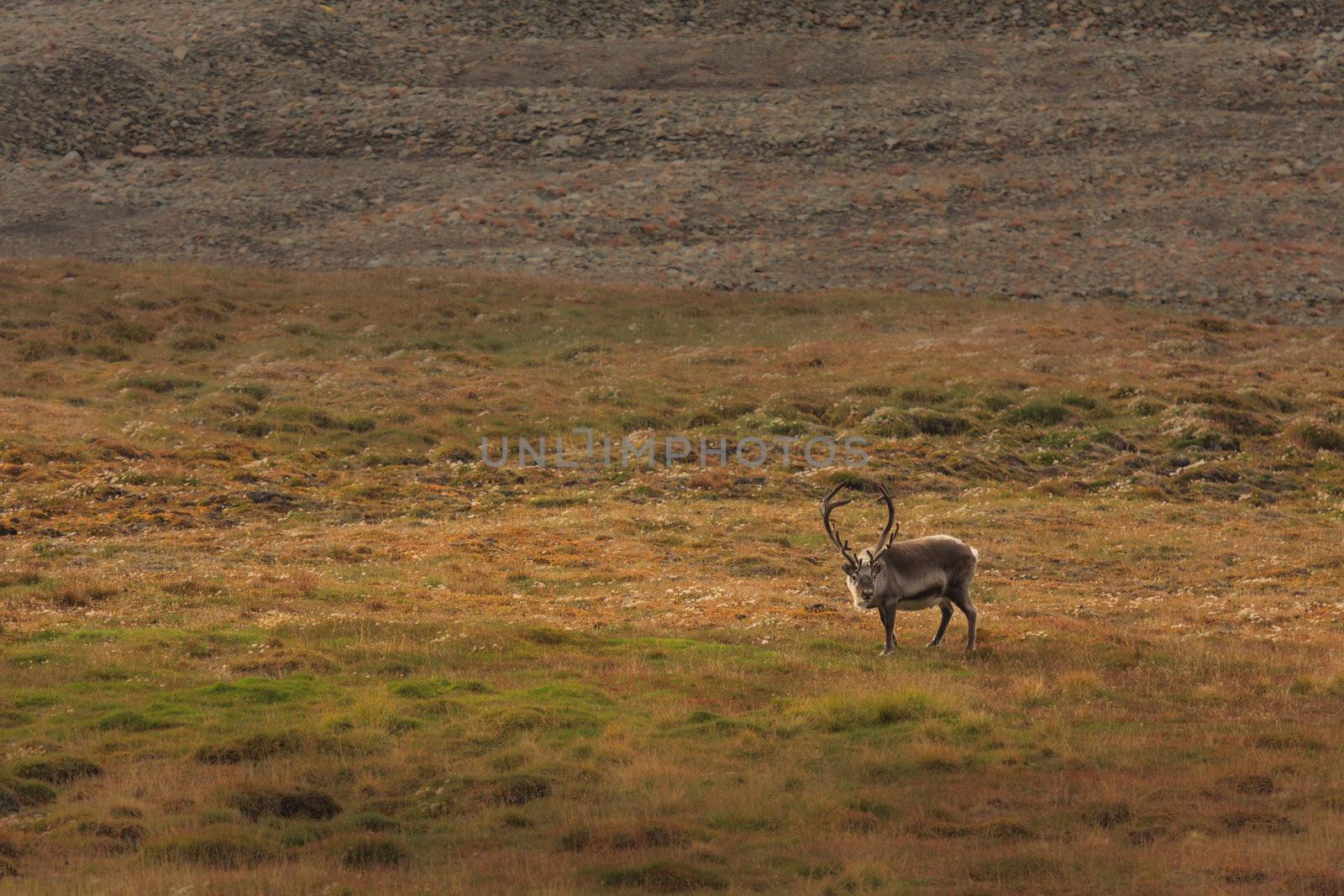 Lone Elk in Field by abey