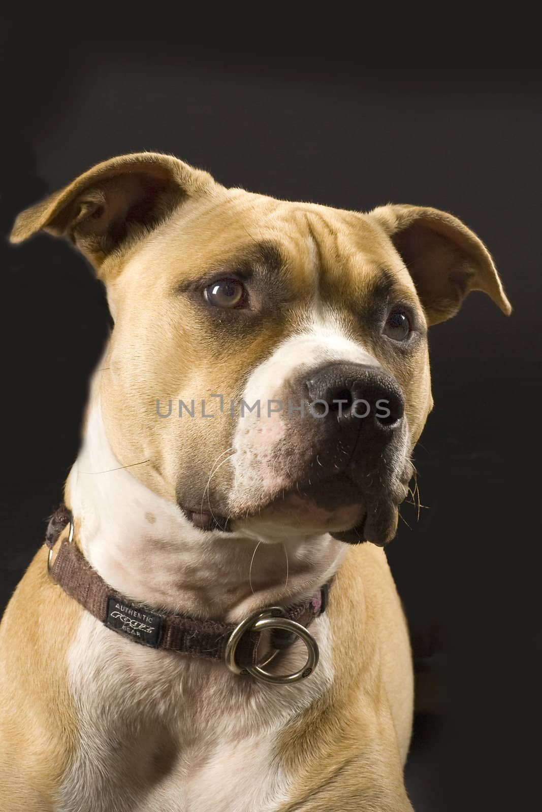 staffordshire terrier by Gabees