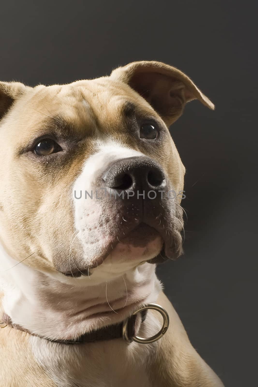 a close-up of a staffordshire terrier