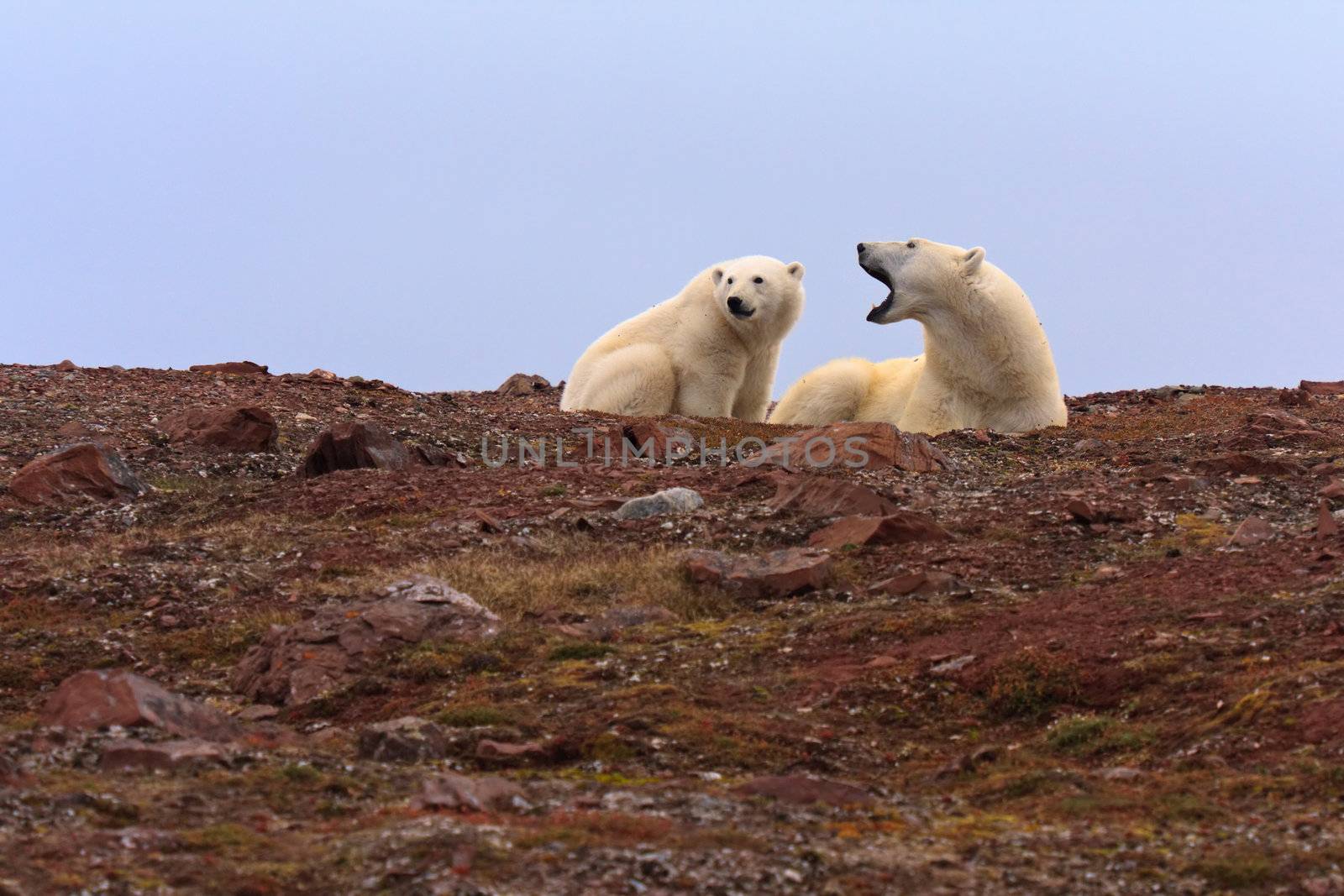 Two polar bears on rocky hill.  Horizontally framed shot.