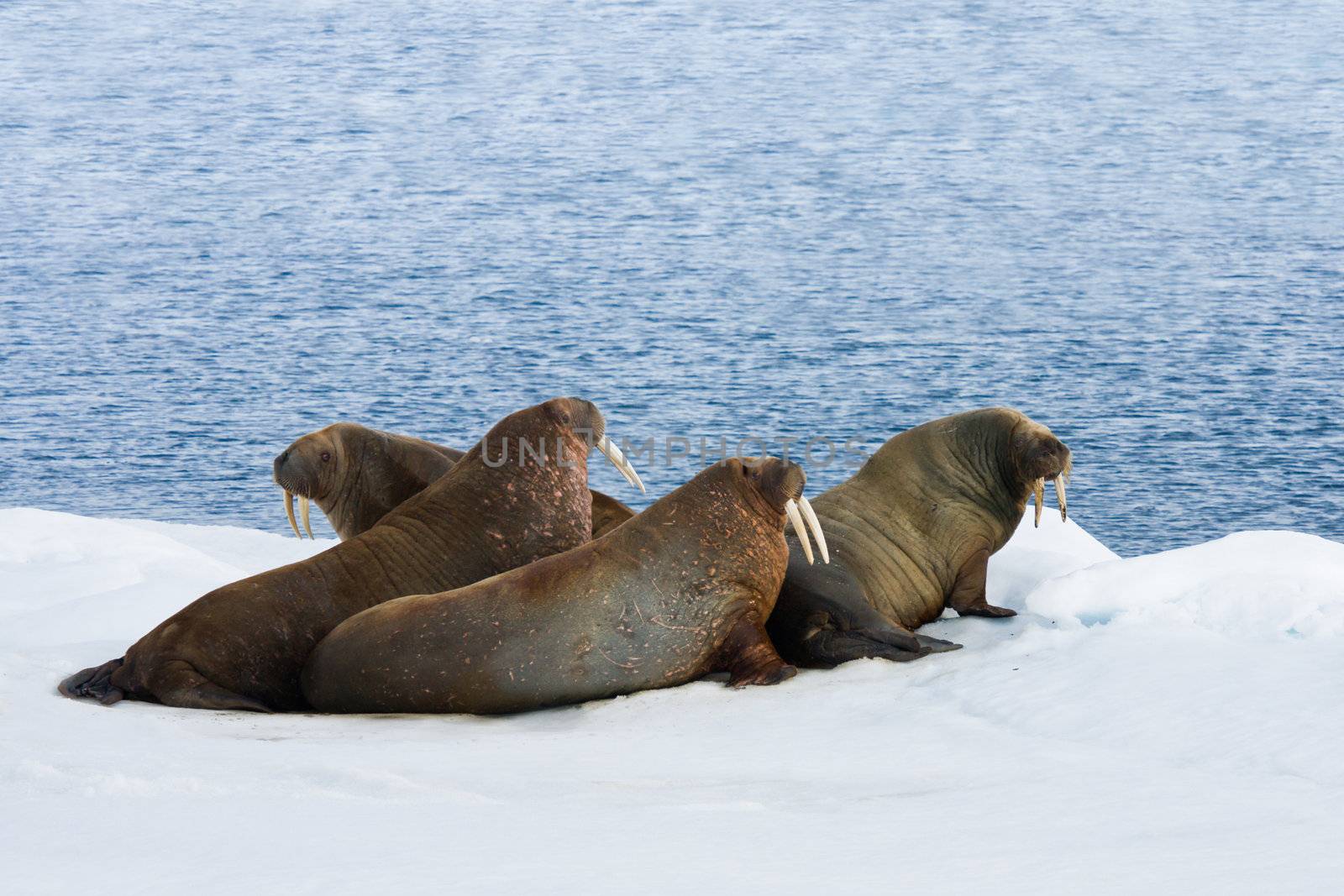 Four walrus lying on the snow.  Horizontally framed shot.