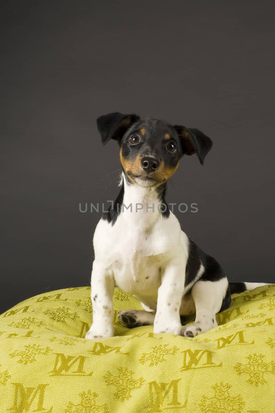 a jack russel terrier