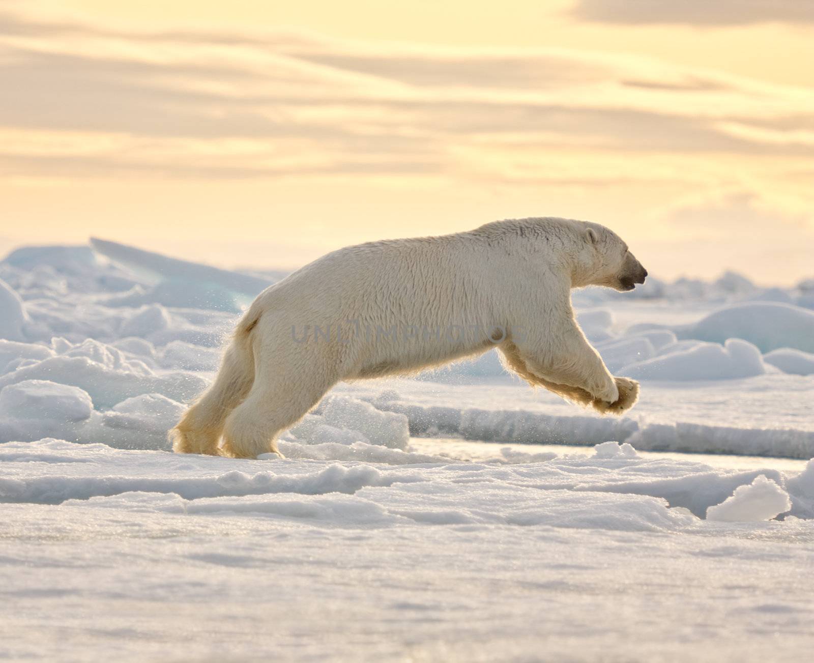 Polar bear leaping in the snow.  Horizontally framed shot.
