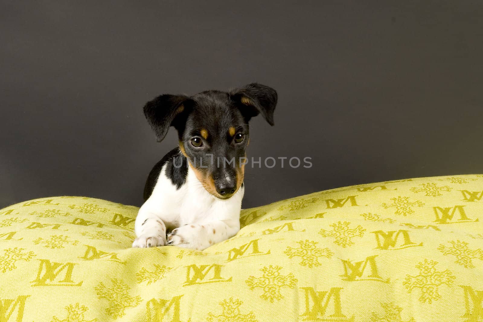 a laying jackrussel terrier