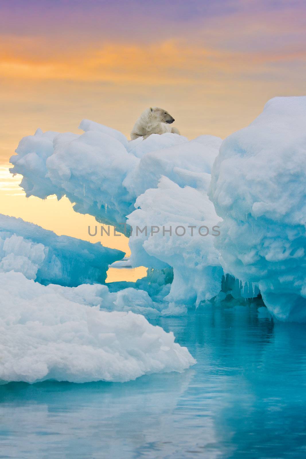 Polar Bear on Frozen Outcrop by abey