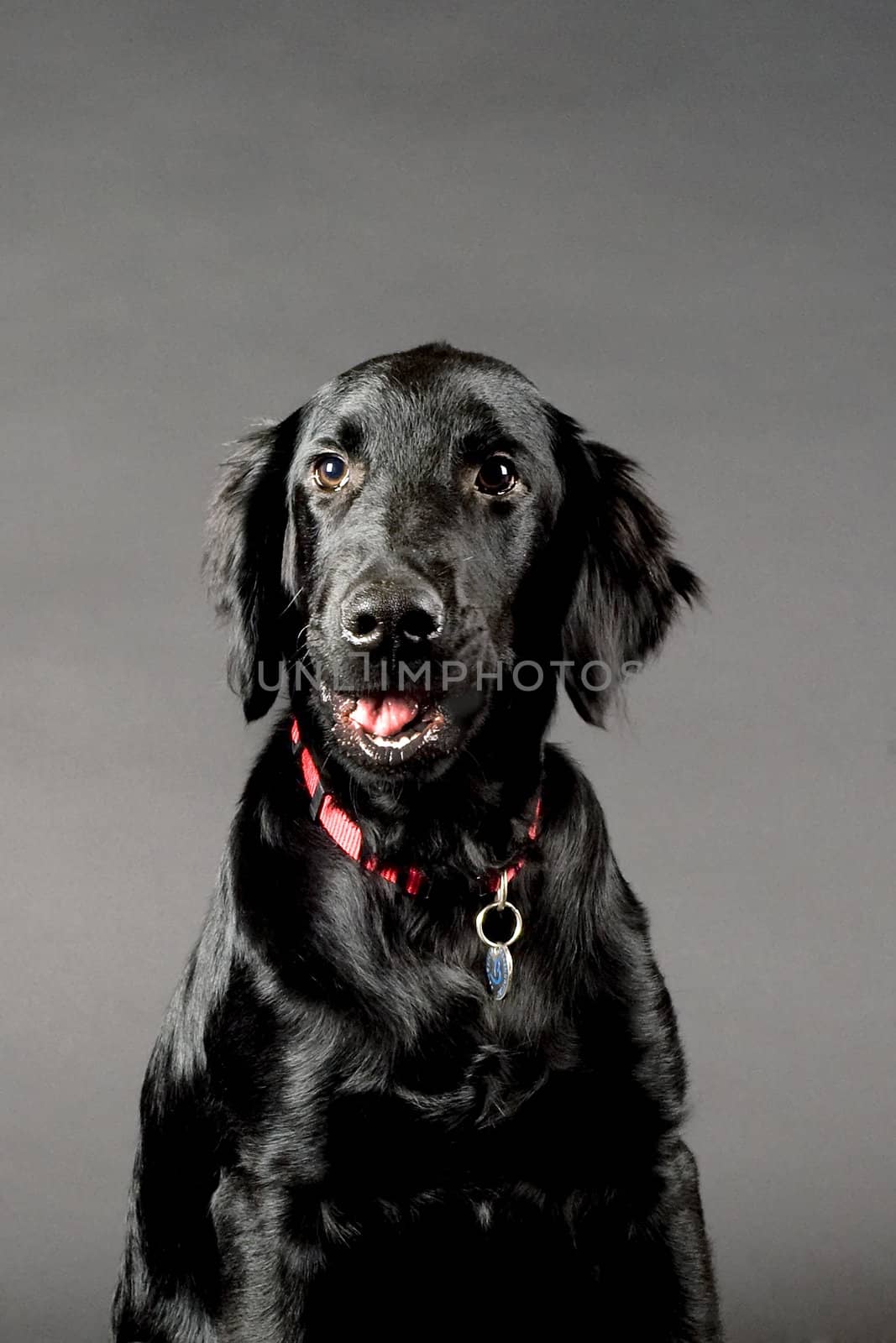 a black flatcoated retriever