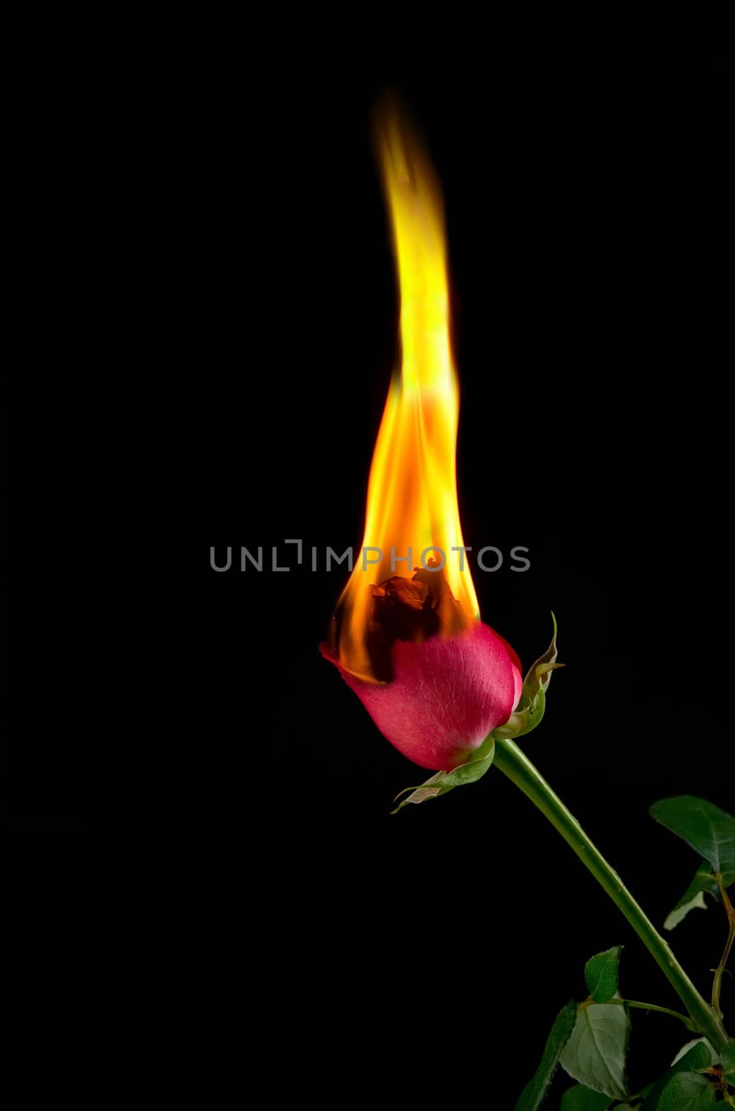 Image of a red rose burning and in flames