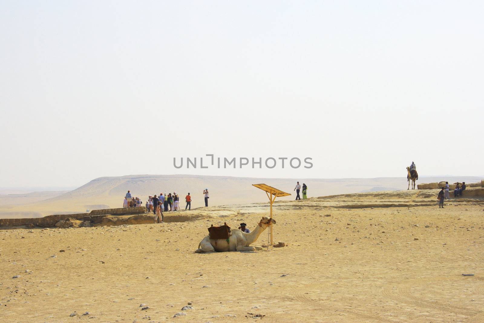 Arabian camel in desert by Kudryashka