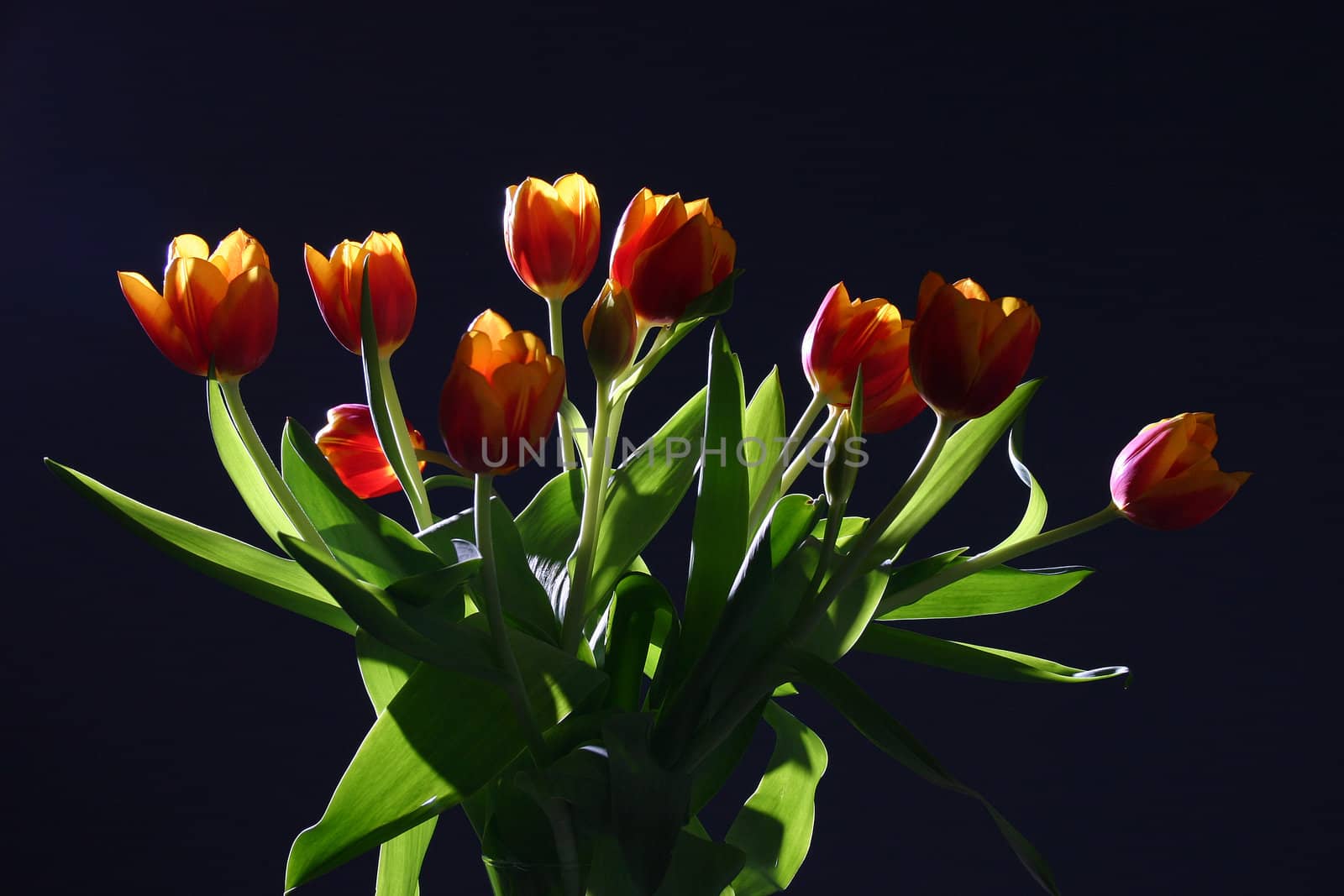 Bouquet of colorful tulips on dark background