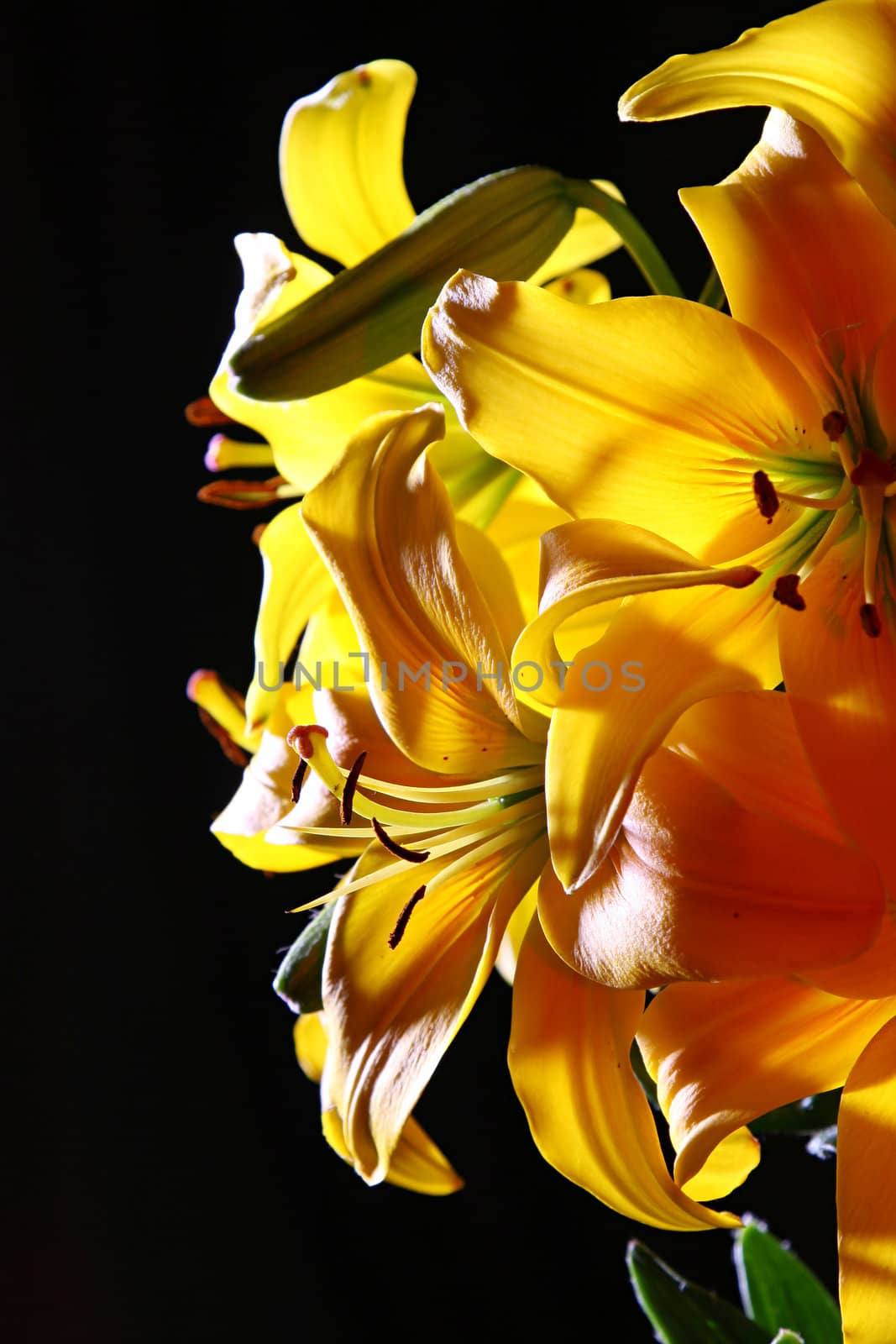 Bouquet of colorful lily on dark background