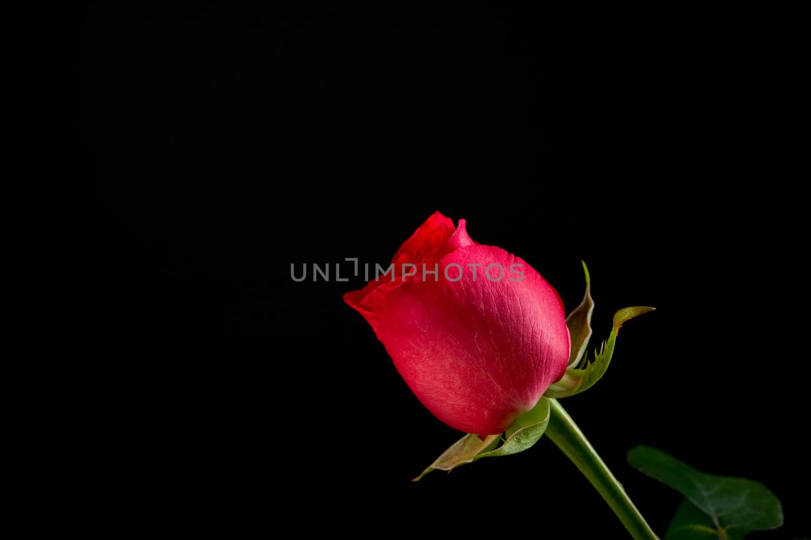 Image of a single red rose on black background