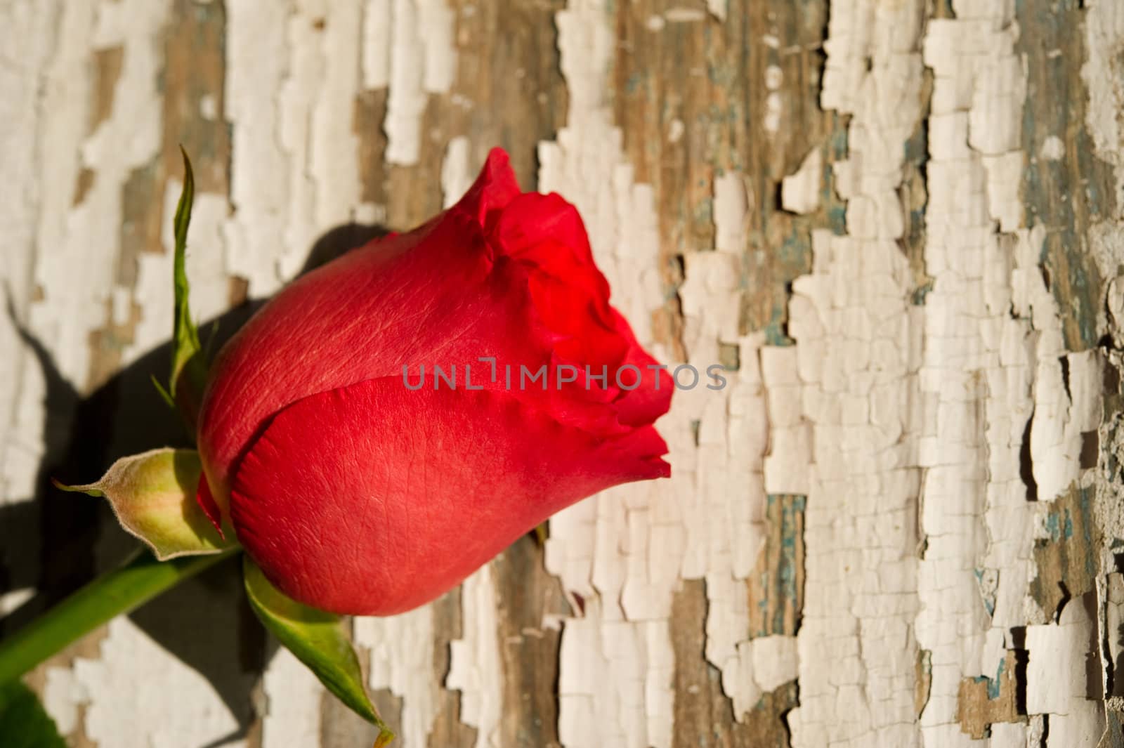 Image of a single red rose on rustic background