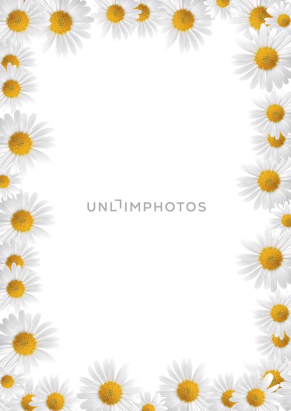 Frame made from daisies over white background by Kudryashka