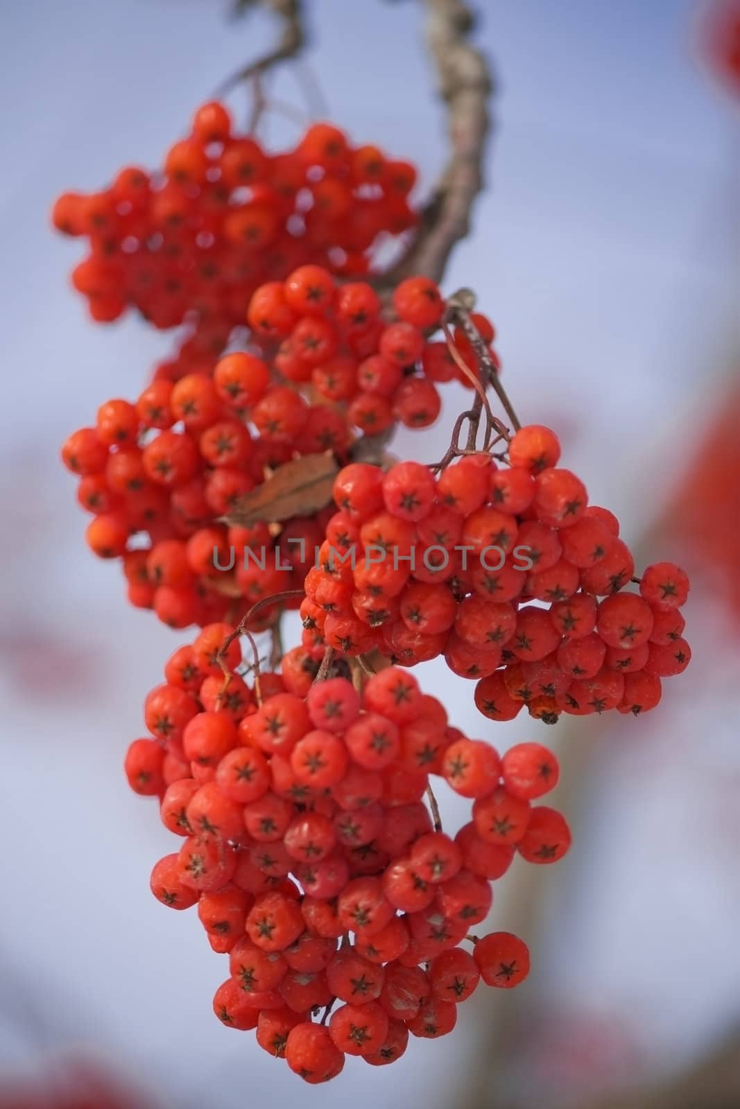 Red berries of mountain ash in the branches against the blue sky.