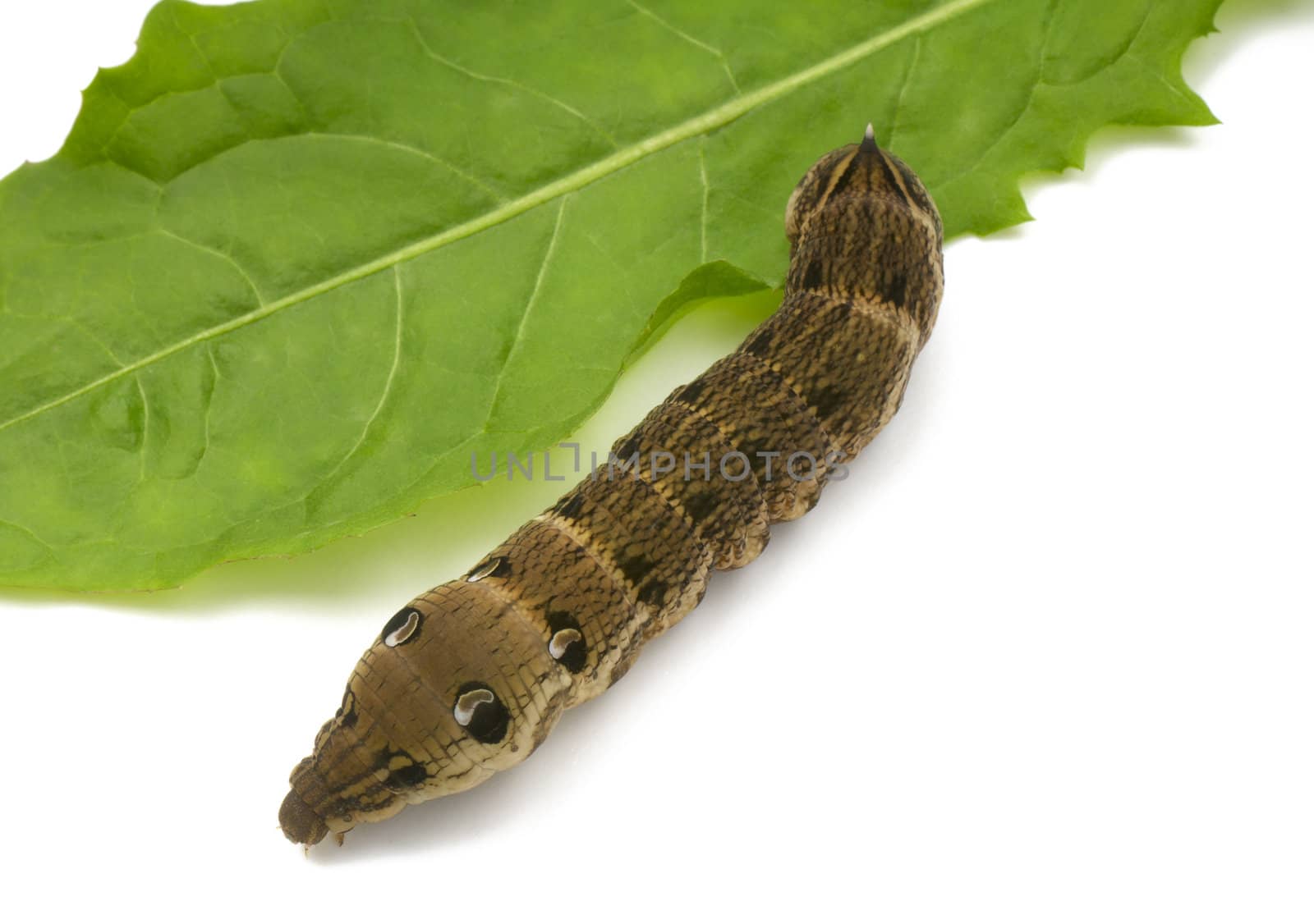 Elephant hawkeye moth caterpillar by Kamensky