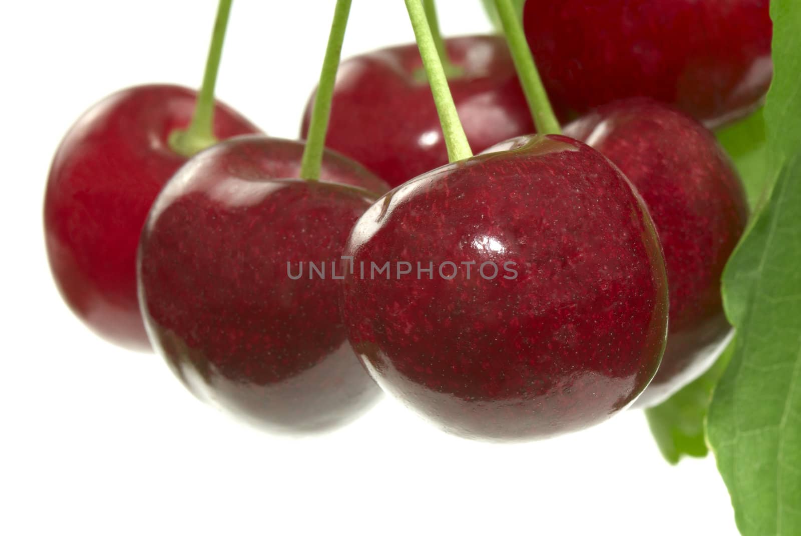 Cherry  by Kamensky