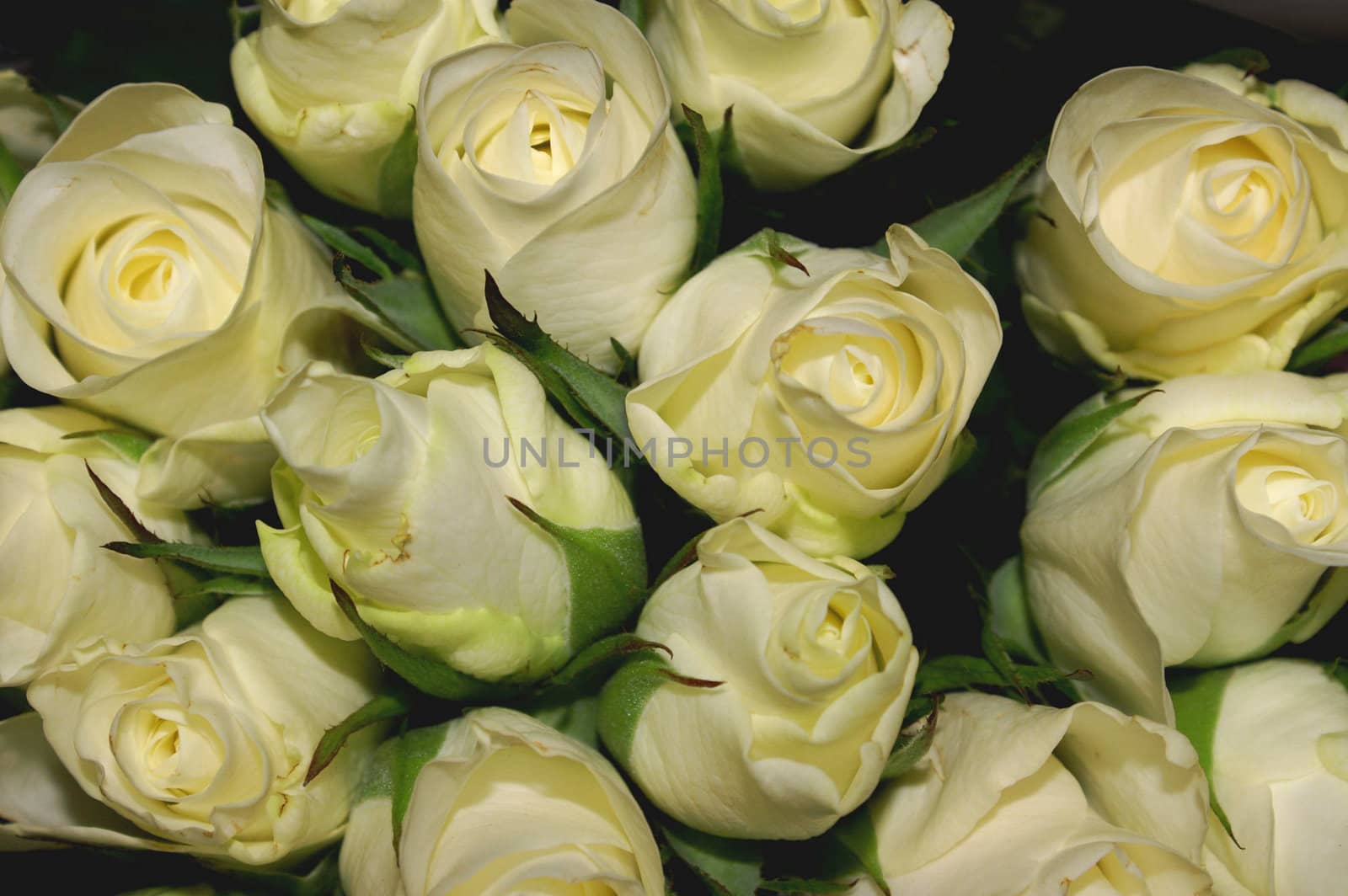 close up of a bouquet of creamy white roses